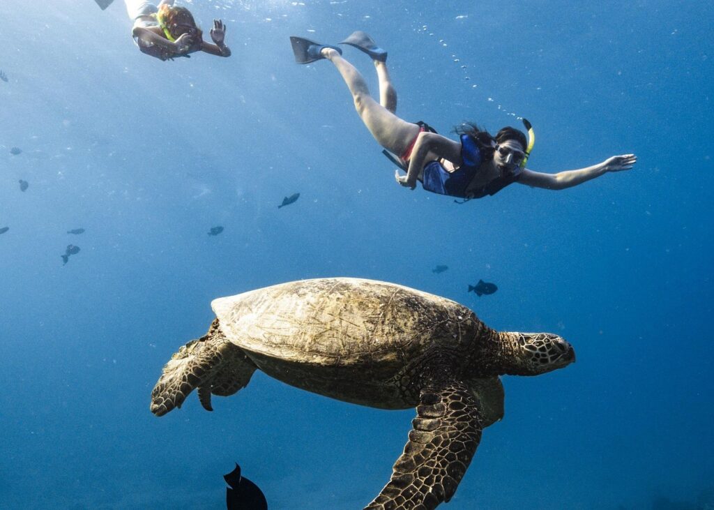 Waikiki Turtle Canyon Snorkel